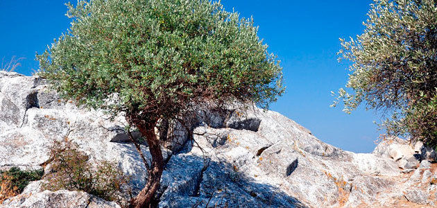La CE prevé que la producción europea de aceite de oliva descienda un 1,4% esta campaña