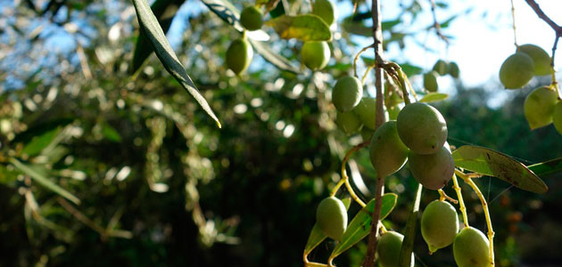 Grecia desarrollará un plan estratégico para impulsar su producción de aceite de oliva