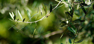 El Gobierno aprueba flexibilizar los plazos para facilitar la introducción del cuaderno digital de fitosanitarios