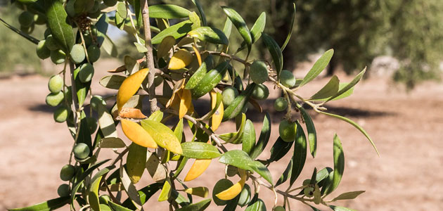 Diseñan una estrategia integrada para el control de enfermedades del olivo