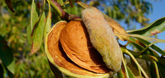 Guara, la variedad con mayor presencia en las nuevas plantaciones de almendro de secano 