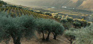 Nace la Academia Andaluza de Agricultura para promover la investigación y la innovación en el sector agrario