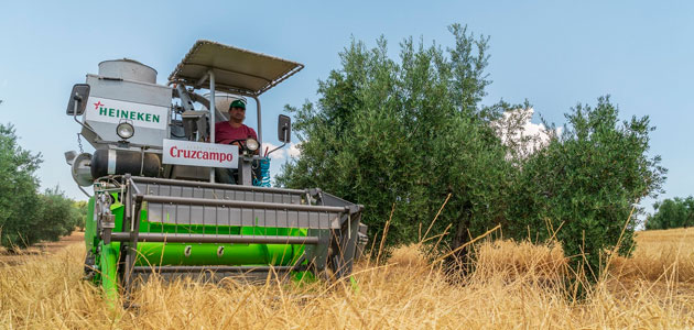 Cruzcampo recoge la cuarta cosecha de cebada cultivada entre olivos