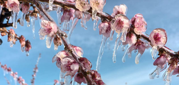 Las heladas provocan graves daños en almendros de varias regiones españolas