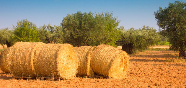 La persistencia de los pesticidas amenaza los suelos europeos