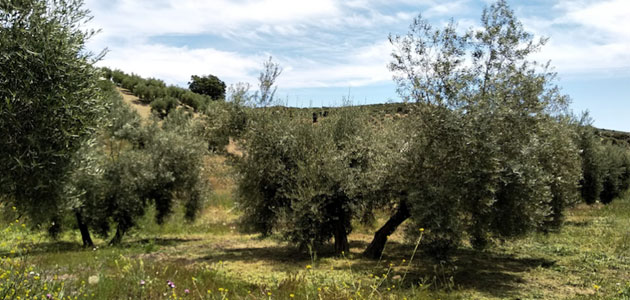 Un proyecto plantea la instalación de dispositivos en el olivar para el máximo aprovechamiento del agua