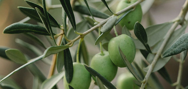 Un estudio destaca las propiedades nutracéuticas de la hoja del olivo