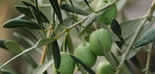 Serenade® Aso, el aliado biológico para un olivar saludable