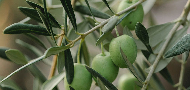 Un estudio destaca las propiedades nutracéuticas de la hoja del olivo