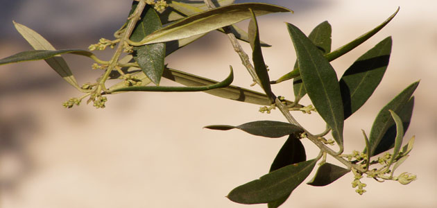 Determinan la estrategia más eficaz de fertilización con silicio para aumentar las defensas del olivo