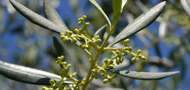 La hoja de olivo se convierte en aliada de la alimentación saludable y la sostenibilidad