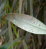 Extremadura inicia la campaña oficial de tratamiento fitosanitario contra la mosca del olivo