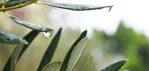Bebidas saludables elaboradas con hojas de olivo