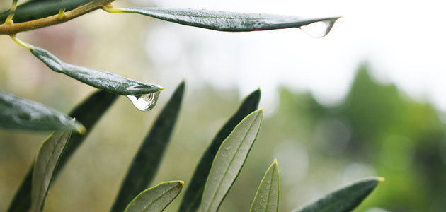 OLEAF4VALUE: una nueva vida para la hoja del olivo
