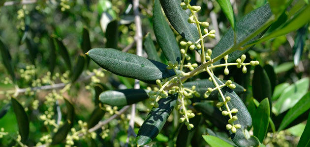 ¿Se estresa el olivo?