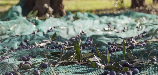 ALPEOCEL, un proyecto para mejorar la gestión de subproductos del aceite de oliva