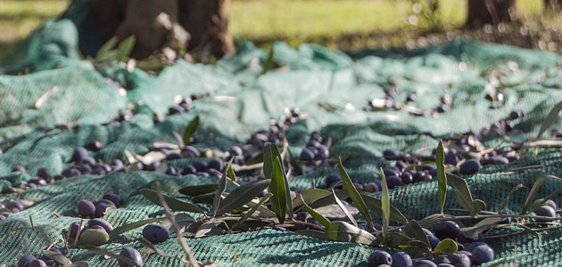 Estudian el comportamiento de materiales obtenidos a partir de la valorización de subproductos del olivar