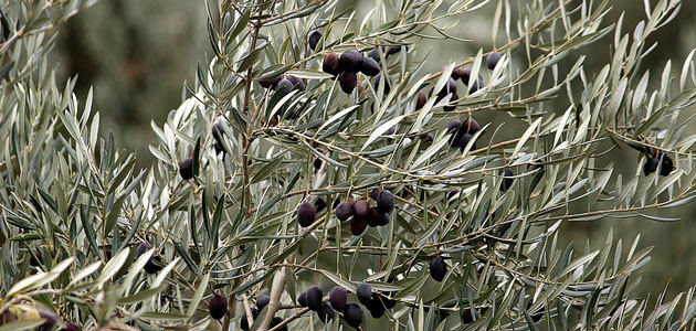 El Gobierno trasladará a Bruselas la situación del aceite de oliva y la aceituna de mesa