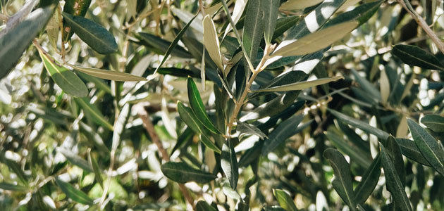 AGROSEC: una segunda vida para los restos de poda del olivo