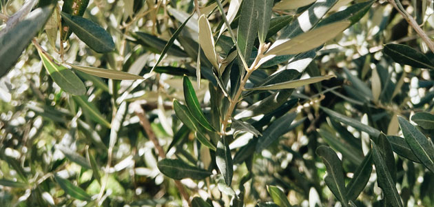 Así son las hojas del olivo: ¿cuáles son sus peculiaridades para hacer frente a situaciones adversas como la sequía?