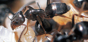 Las hormigas contribuyen al control de la plaga de la polilla del olivo