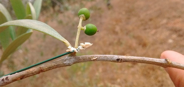 Hormigas contra dos plagas del olivo