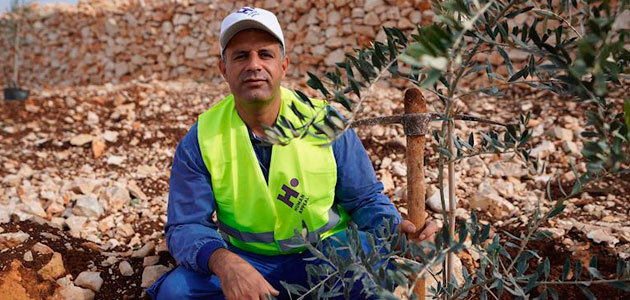 Apoyan la plantación de 25.000 olivos en Palestina