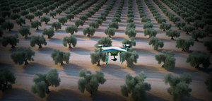 ¿Cómo puede ayudar a los productores de aceite de oliva la Inteligencia Artificial?