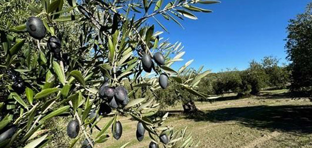 ¿Qué puede hacer la ciencia para adaptar el olivar al cambio climático?