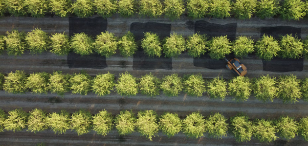 Investigadores del IAS-CSIC usan tecnología LiDAR para mejorar la eficiencia del riego en leñosos