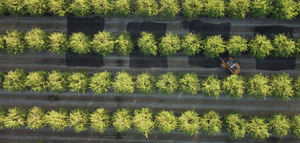 Investigadores del IAS-CSIC usan tecnología LiDAR para mejorar la eficiencia del riego en leñosos