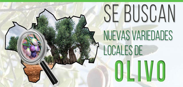 Nueva campaña para hallar nuevas variedades locales de olivo no identificadas