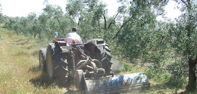 El Ifapa y Cortijo el Puerto se unen para investigar cultivos ecológicos del olivar