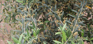 Estudios del Ifapa constatan que el ambiente influye más que la variedad de olivo en el patrón de acumulación de aceite