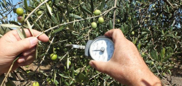 Innovaciones en el cultivo del olivo