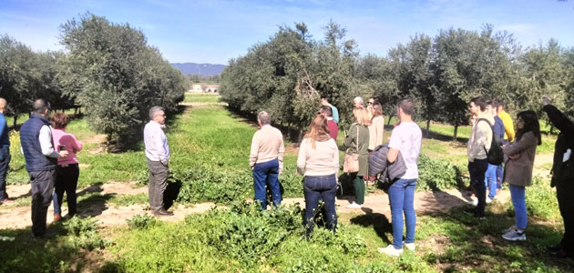El IFAPA presenta tres proyectos de investigación en el sector del olivar