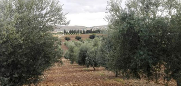 ¿Cómo se comportan las variedades de olivo en diferentes ambientes?