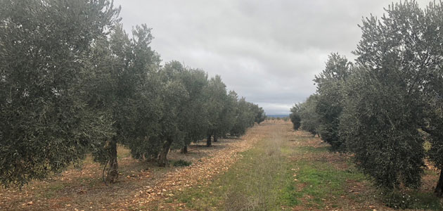 El olivar moderno genera el 38% del aceite de oliva elaborado en nuestro planeta, según un estudio