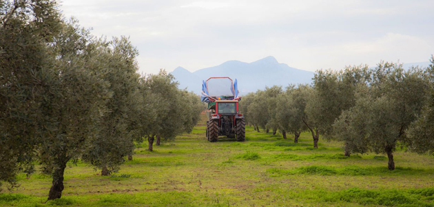 El proyecto C-Olivar estima ingresos de más de 20 millones de euros para los agricultores de la DOP Estepa con el secuestro de carbono