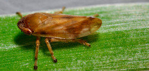 Los insectos que propagan la Xylella recorren distancias mayores de lo que se pensaba