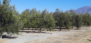 Mejoran la eficiencia del riego en plantaciones de olivar superintensivo en Argentina