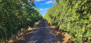 Diseñan suplementos nutritivos para animales a partir del alperujo