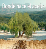 Aceites de Oliva de España lanza nuevas herramientas para consolidar su liderazgo en el mercado internacional