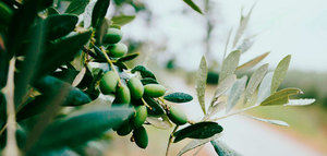 El potencial antiinflamatorio de las hojas de olivo para el tratamiento de enfermedades intestinales
