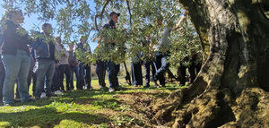 Productores navarros conocen técnicas de poda racional del olivo
