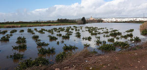 El Consejo de Gobierno andaluz aprueba medidas para el campo tras las borrascas: se amplía el plazo de la PAC