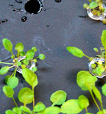 Investigadores de la UJA detectan en tres variedades de AOVE un ácido graso con funciones antiinflamatorias