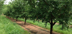 Una vida más longeva para los almendros de regadío