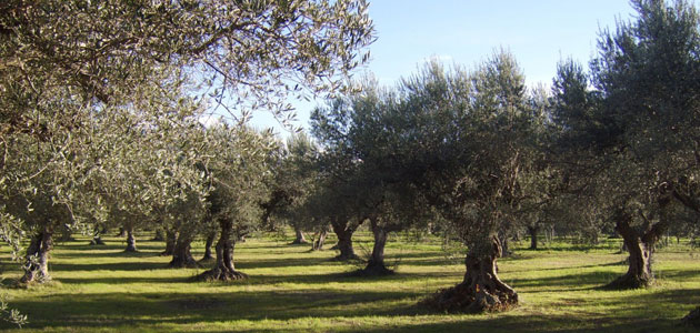 Estudian el potencial de cultivos mediterráneos como el olivo para fijar el carbono de la atmósfera en el suelo