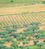 El IRTA da a conocer su experiencia en la recuperación de variedades del olivo